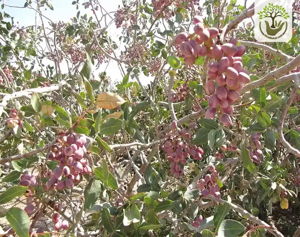 عکس ماهی کله قوچی
