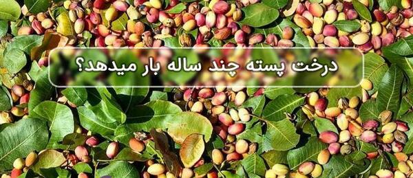 عکس درخت پسته کله قوچی