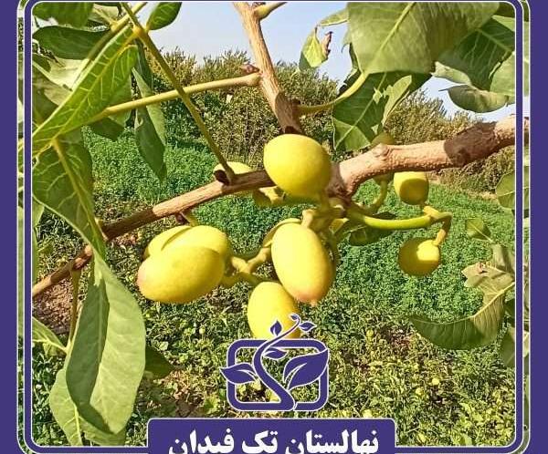 عکس درخت پسته کله قوچی