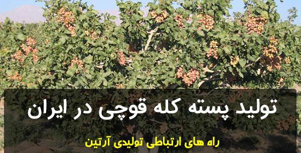 عکس درخت پسته کله قوچی