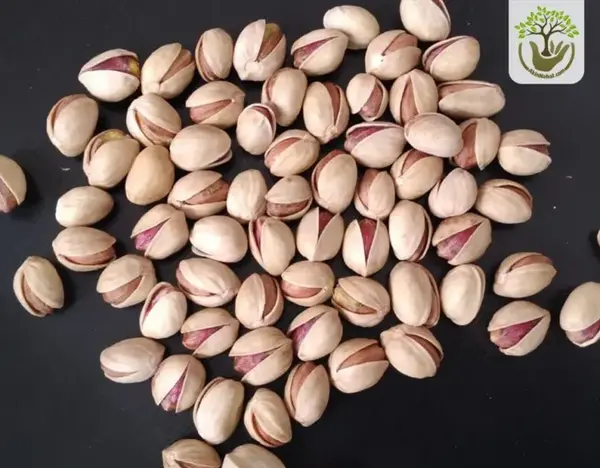 عکس درخت پسته کله قوچی