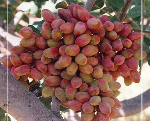 عکس درخت پسته کله قوچی