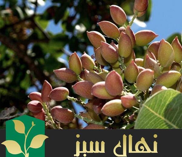 عکس درخت پسته کله قوچی