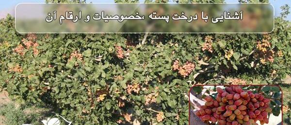 عکس درخت پسته کله قوچی