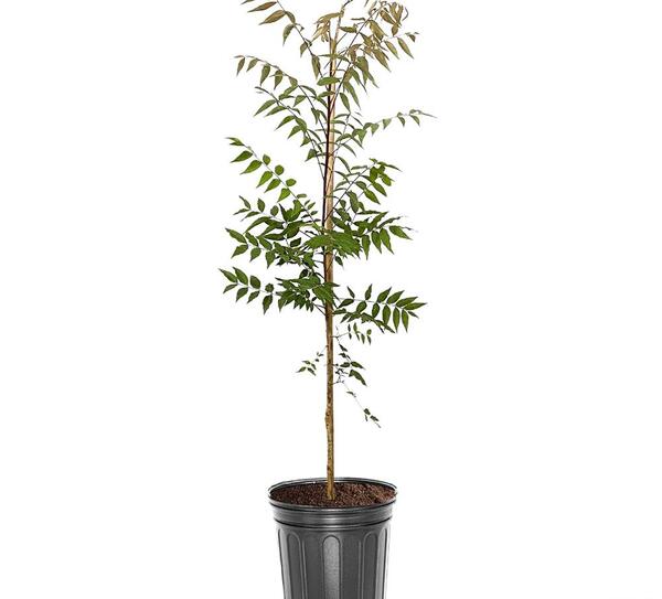 عکس درخت پسته کله قوچی