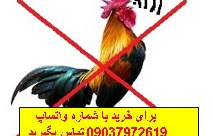 عکس قوقولی مقولی