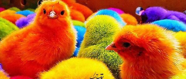 عکس قوقولی کیوت