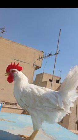 عکس قوقولی قوقو