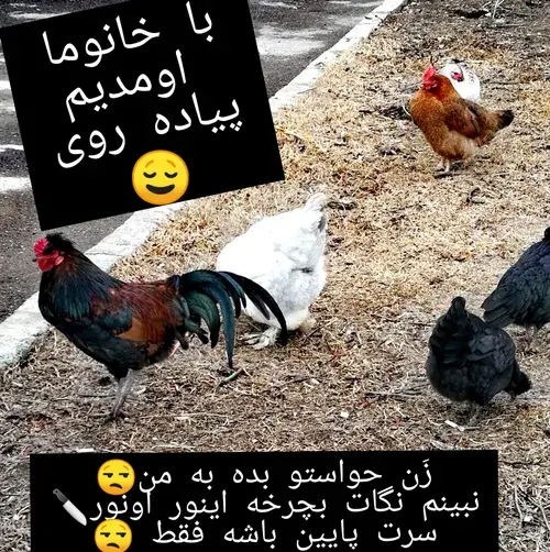 عکس قوقولی قوقو