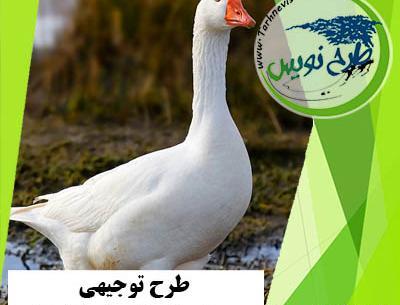 عکس قو غاز اکراینی