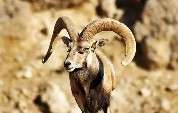 عکس عکس قوچ