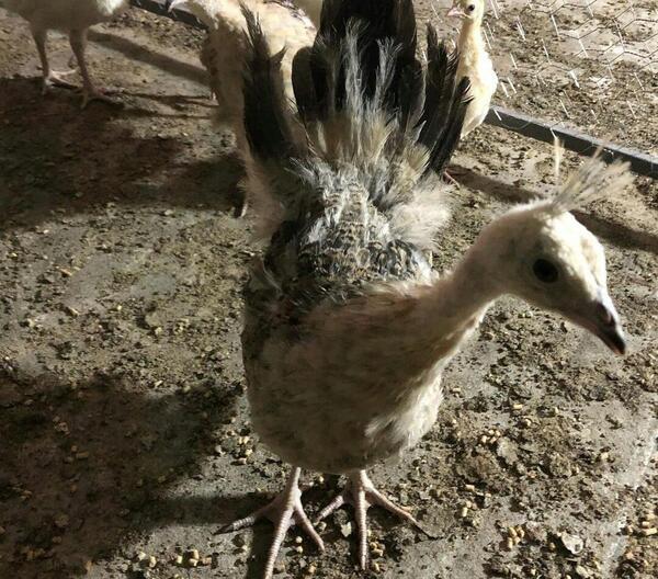عکس قوغاز اصل