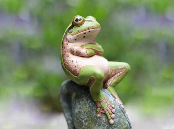 عکس عروسی قورباغه