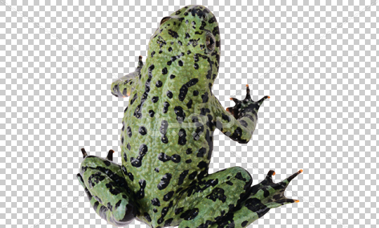 عکس عروسی قورباغه