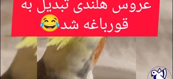 عکس عروسی قورباغه