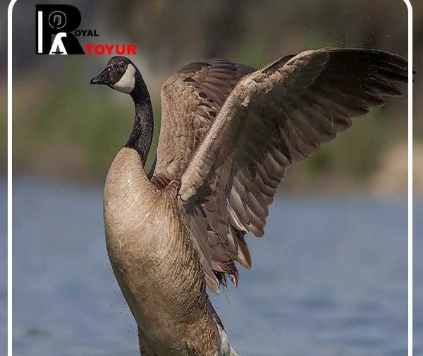 عکس قو غاز ماده