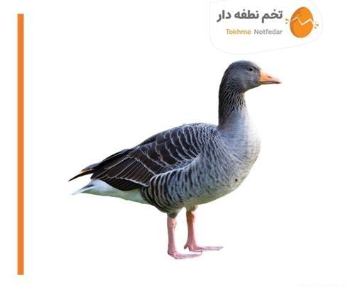 عکس قو غاز ماده