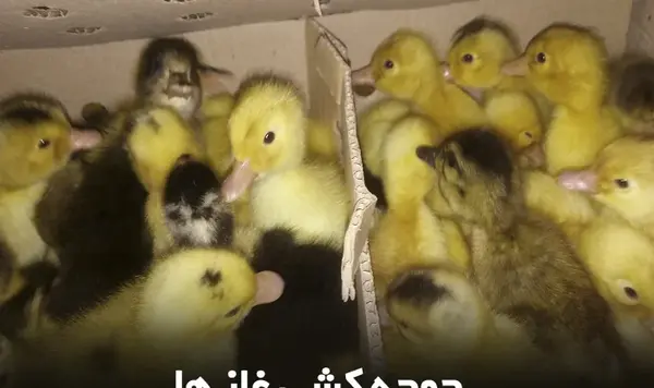 عکس جوجه قو غاز