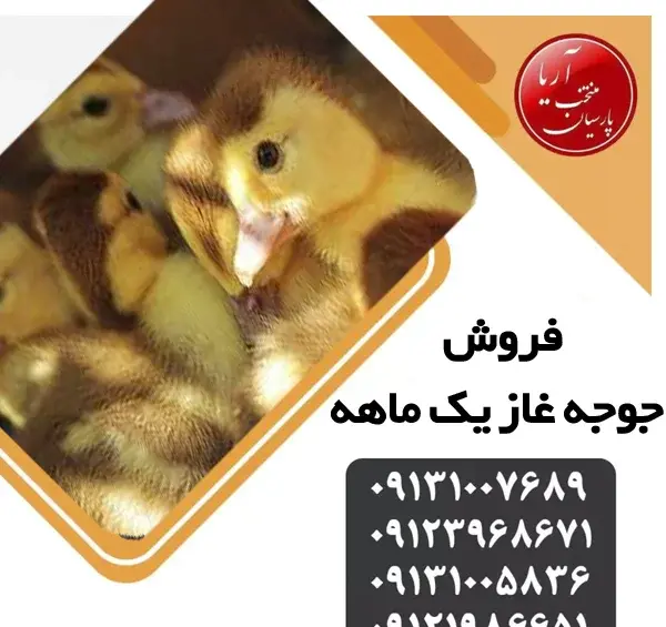 عکس جوجه قو غاز