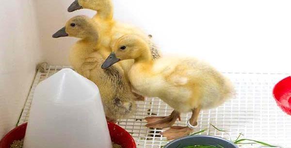 عکس بچه قو غاز