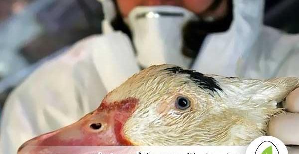 عکس بچه قو غاز