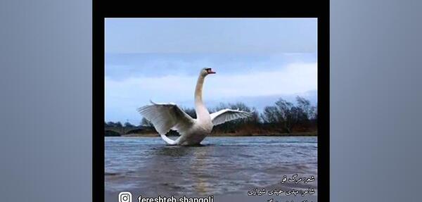 دانلود عکس قو عاشق