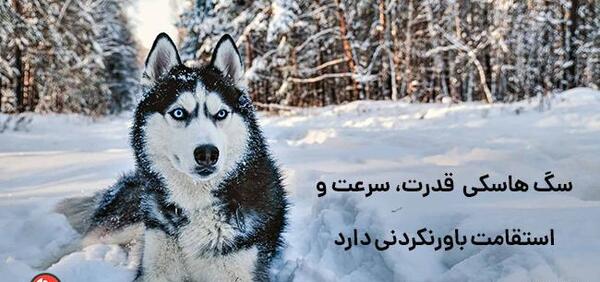 عکس قوی ترین سگ دنیا