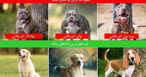 عکس قوی ترین سگ دنیا