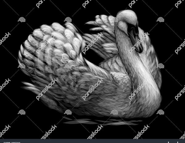 عکس تصویر زمینه قو