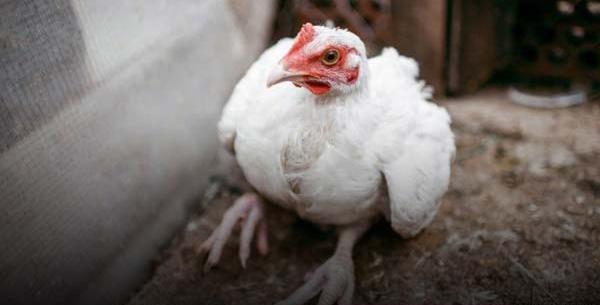 عکس دختر روی قوطی روغن نباتی بهار