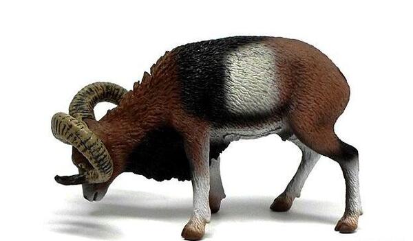 عکس حیوان قوچ