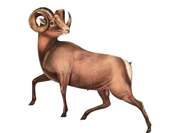 عکس حیوان قوچ