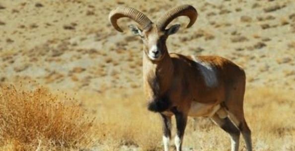 عکس حیوان قوچ