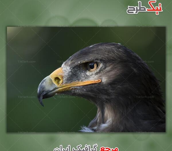 عکس حیوان قوش