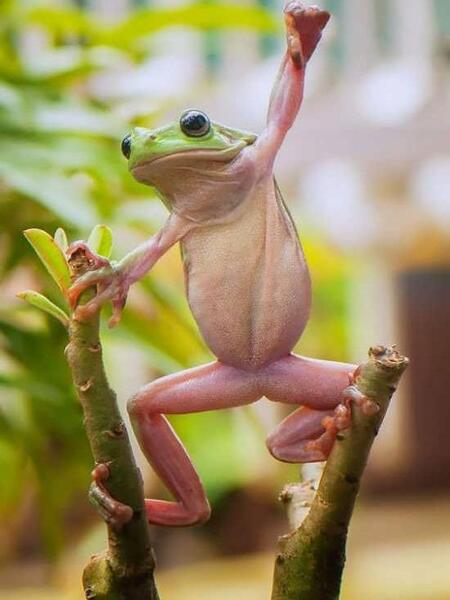 عکس پروفایل قورباغه
