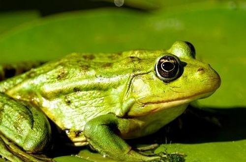 عکس پروفایل قورباغه