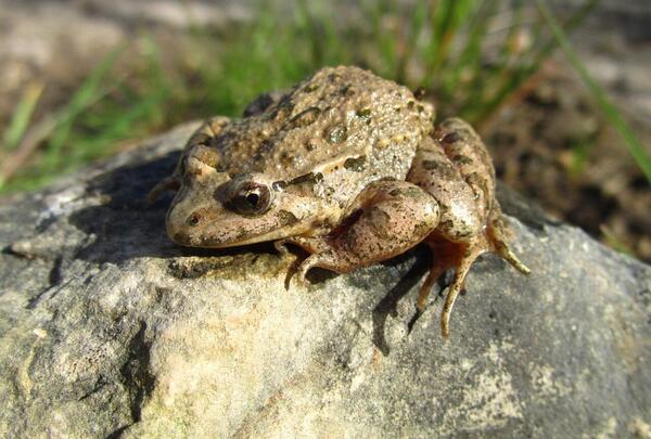 عکس جوجه قورباغه