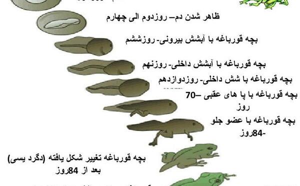 عکس جوجه قورباغه