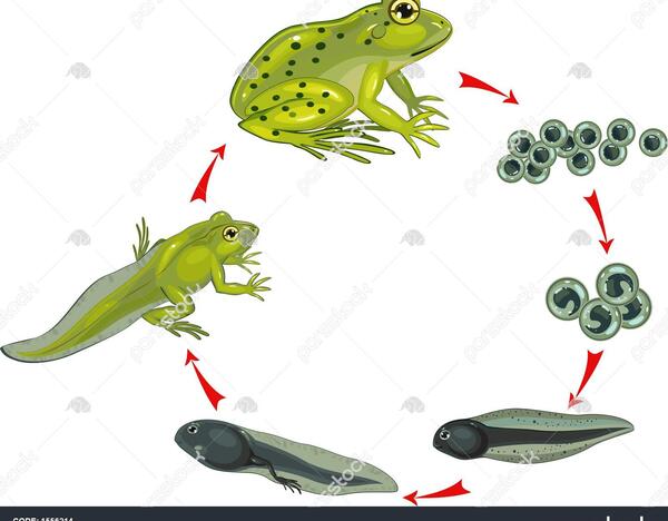 عکس جوجه قورباغه