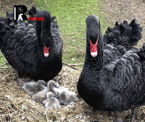 عکس جوجه قوی