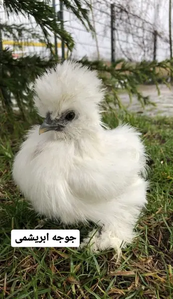 عکس جوجه قوی