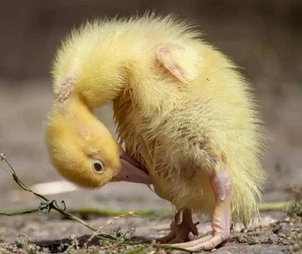 عکس های جوجه قو