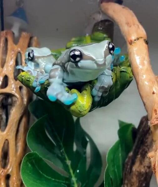 عکس زیباترین قورباغه جهان