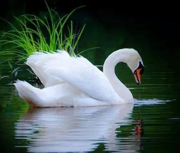 زیباترین عکس قو عاشقانه
