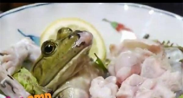 عکس دوتا قورباغه