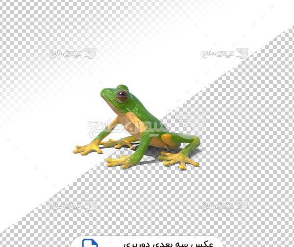 عکس پروفایل قورباغه سبز
