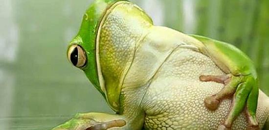 عکس پروفایل قورباغه سبز