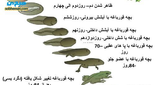 عکس دست و پای قورباغه