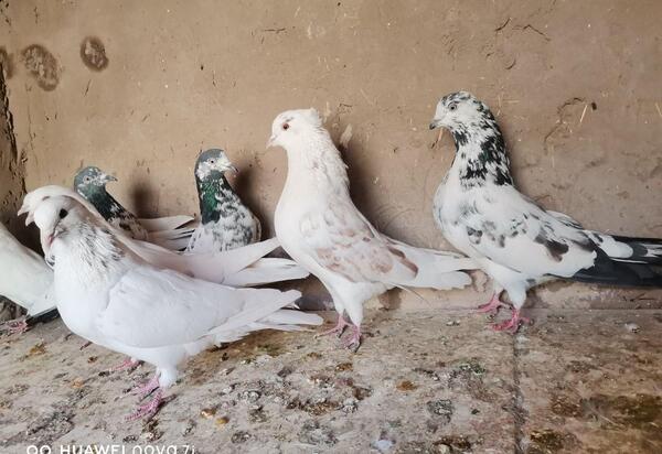 عکس کبوتر دست پر قوچی