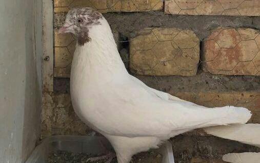 عکس کبوتر دست پر قوچی